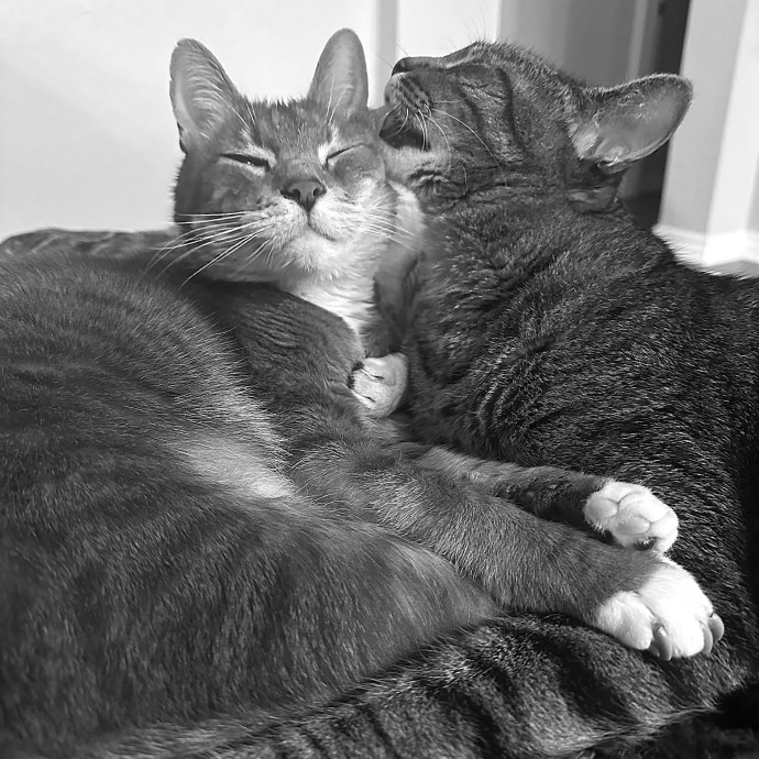 Alyssa's Purrfect Catsitting photo 3
