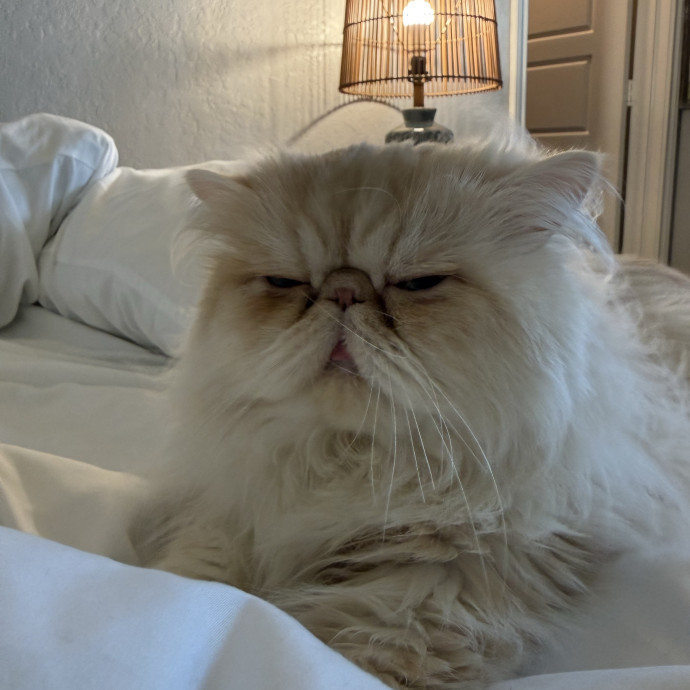 Alyssa's Purrfect Catsitting photo 2