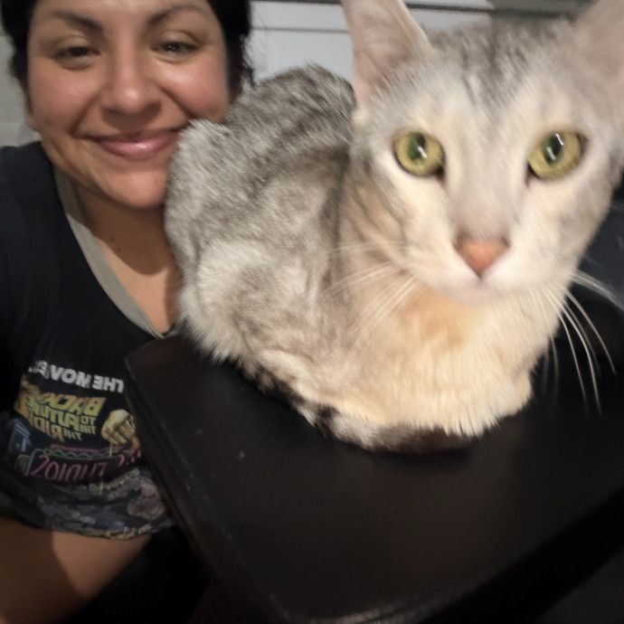 Alyssa's Purrfect Catsitting photo 2