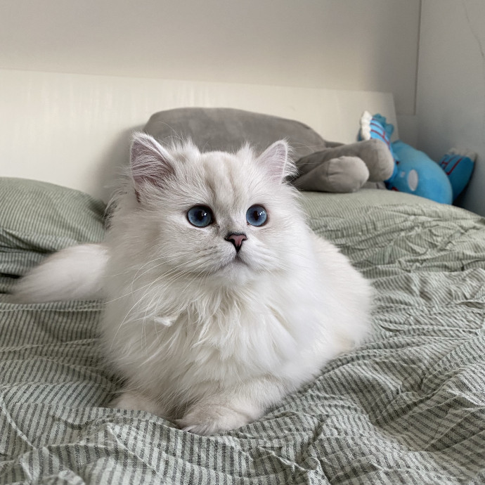 Nel's Cat Haven