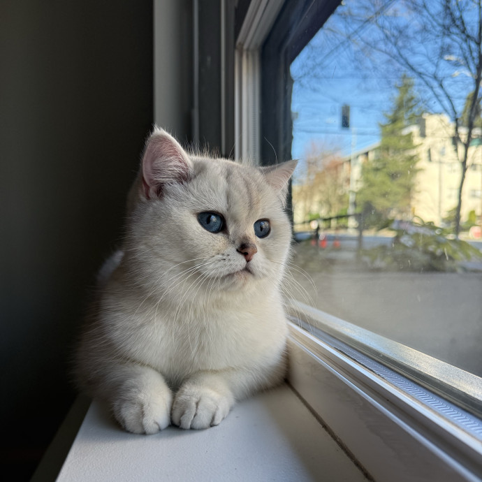 Nel's Cat Haven