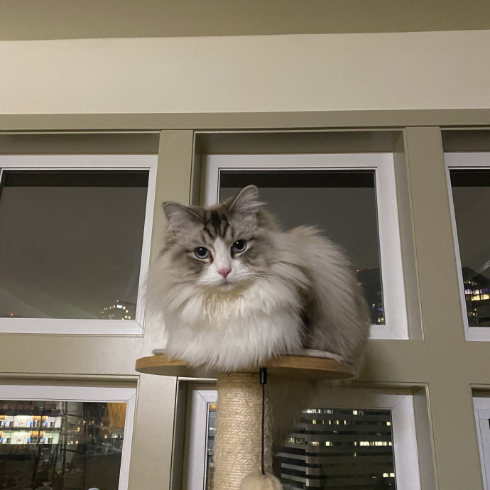 Nel's Cat Haven