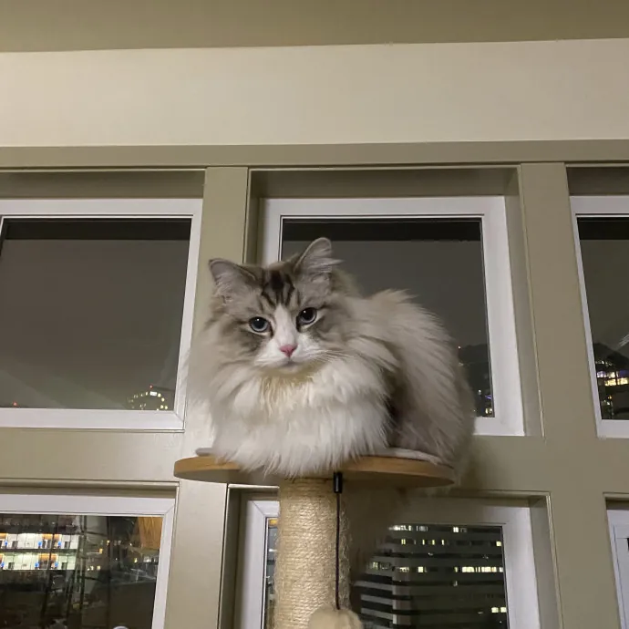 Nel's Cat Haven