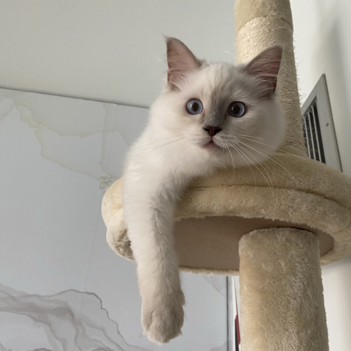 Nel's Cat Haven