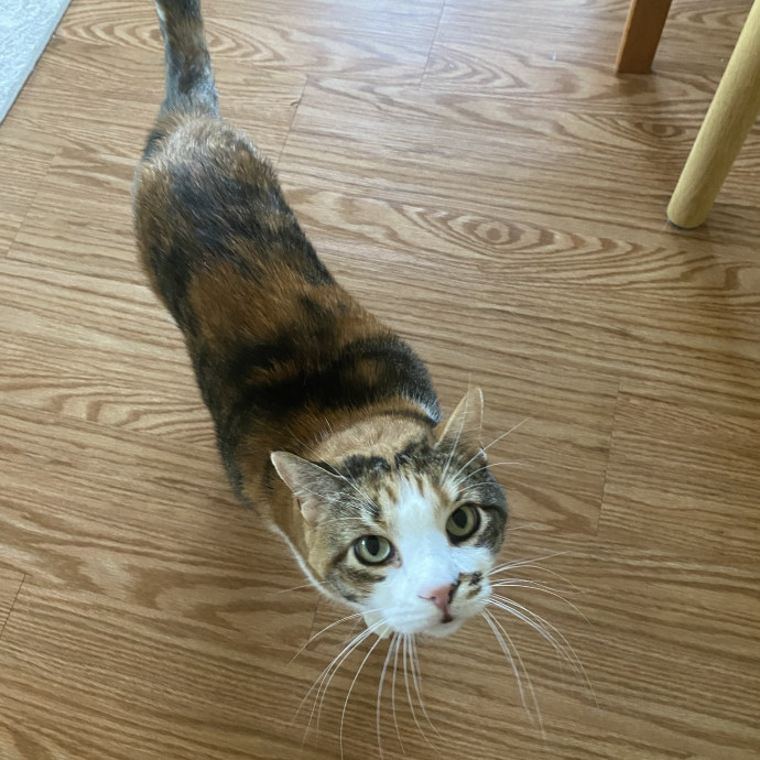 Nel's Cat Haven