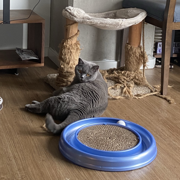 Nel's Cat Haven photo 3