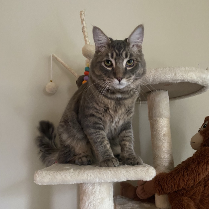 Nel's Cat Haven photo 2