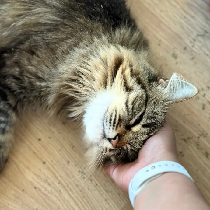 Annie's Cat-Tastic Care