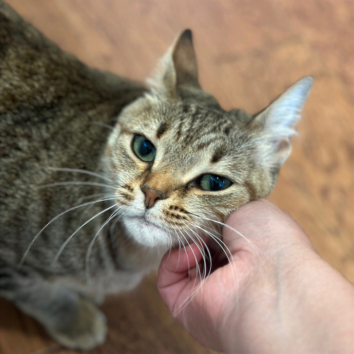 Annie's Cat-Tastic Care