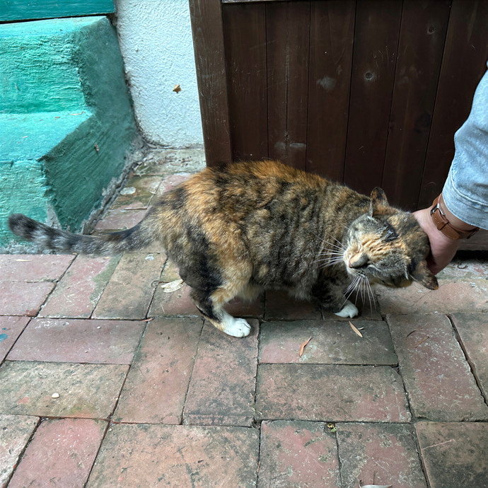 Annie's Cat-Tastic Care
