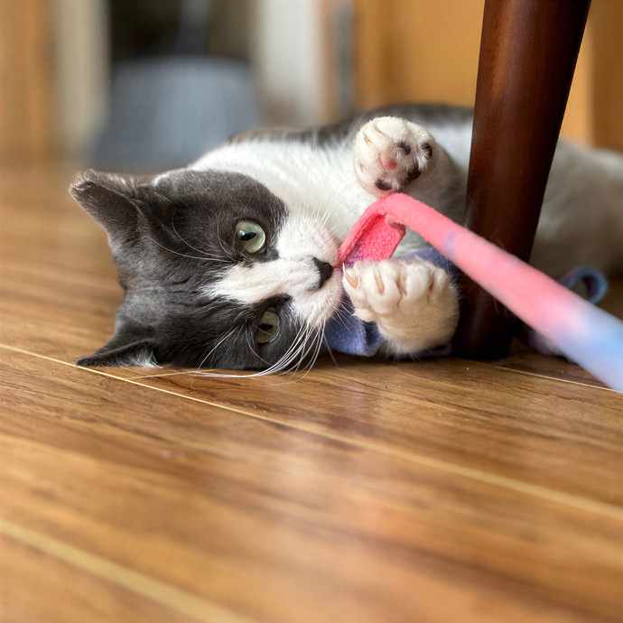 Annie's Cat-Tastic Care