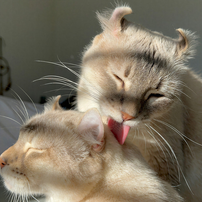 Annie's Cat-Tastic Care
