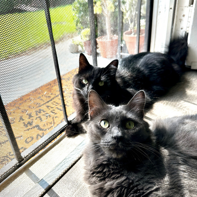 Annie's Cat-Tastic Care