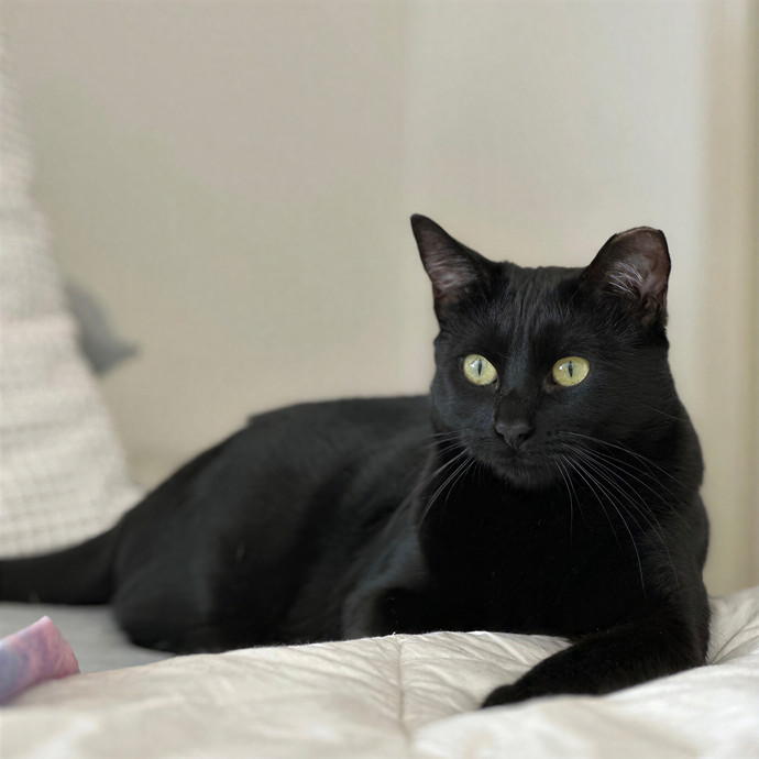 Annie's Cat-Tastic Care