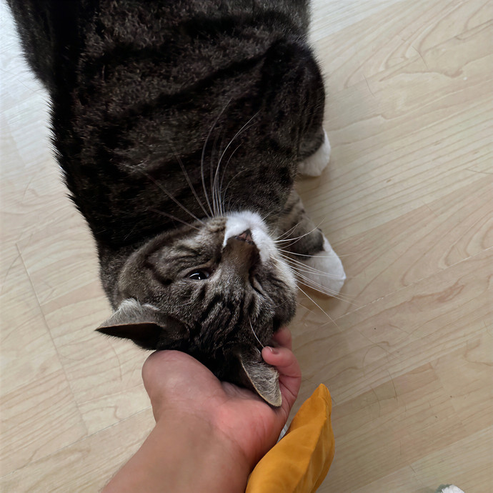 Annie's Cat-Tastic Care