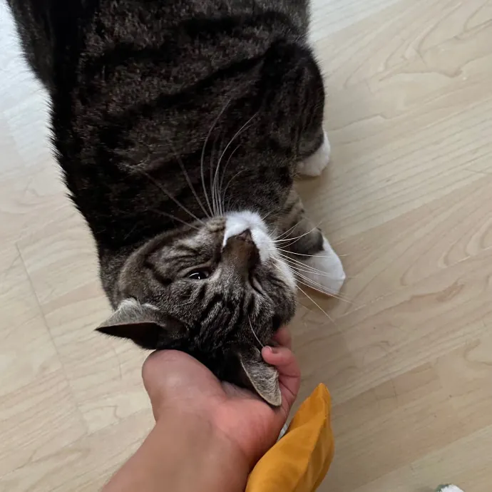 Annie's Cat-Tastic Care