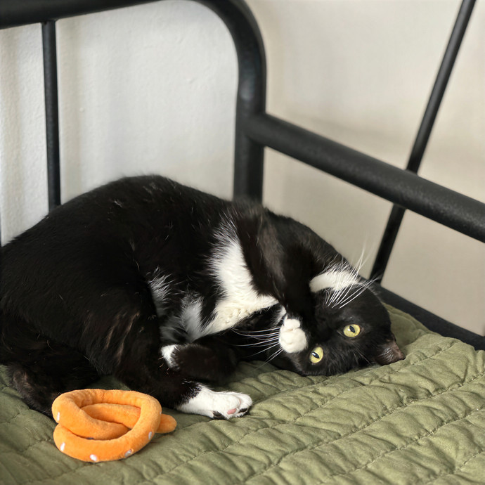 Annie's Cat-Tastic Care