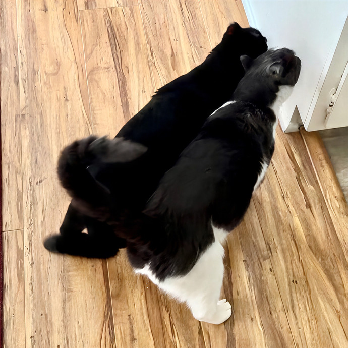 Annie's Cat-Tastic Care