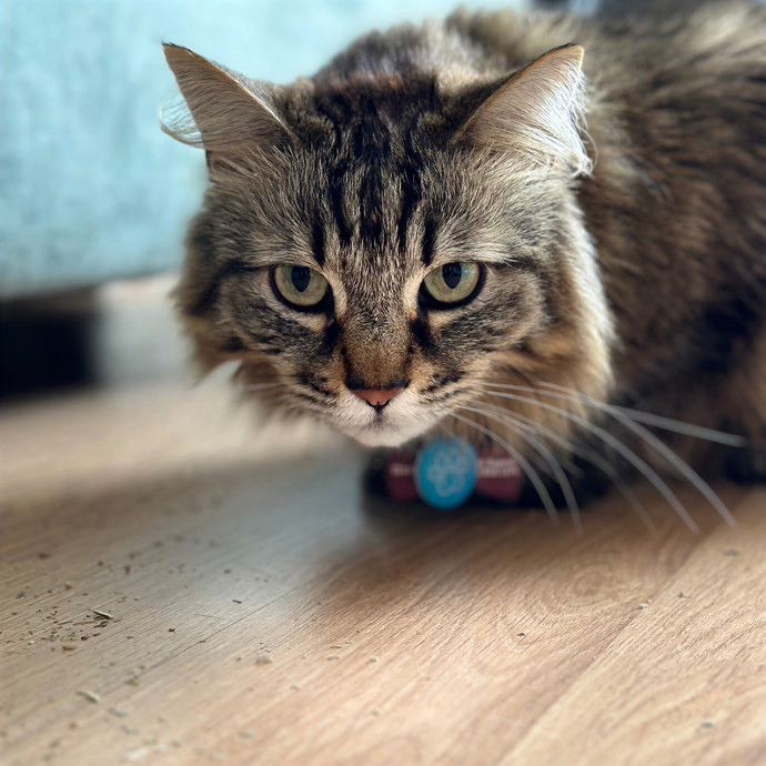 Annie's Cat-Tastic Care
