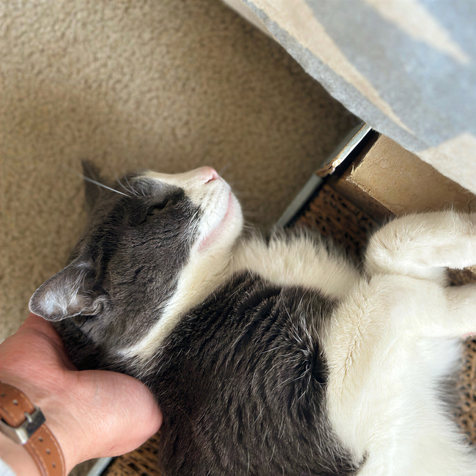 Annie's Cat-Tastic Care