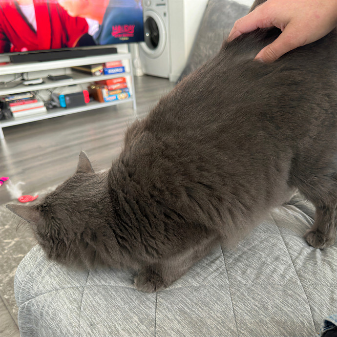 Annie's Cat-Tastic Care photo 3