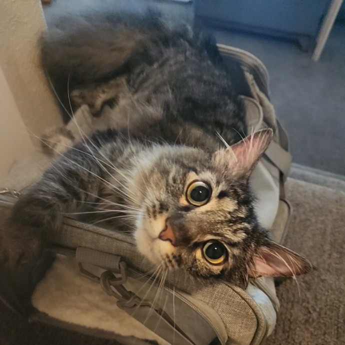 Communicative Cat Mom Of Four photo 2