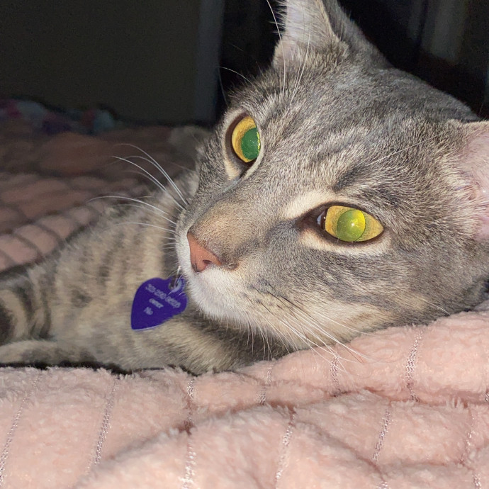 Nio's Cats