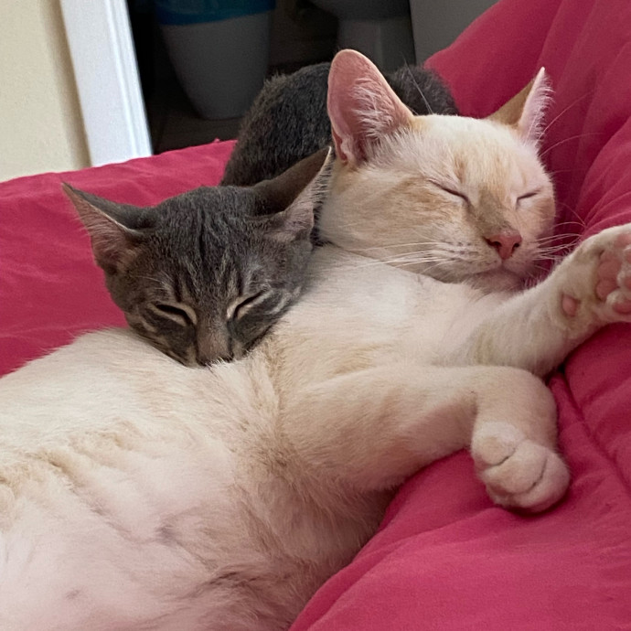 Nio's Cats