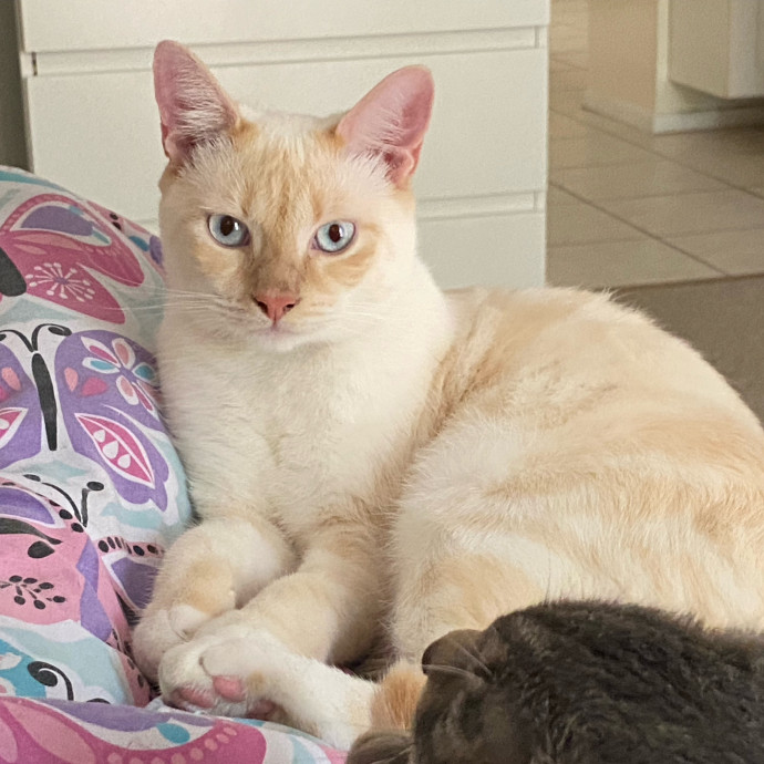 Nio's Cats