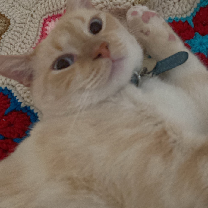 Nio's Cats