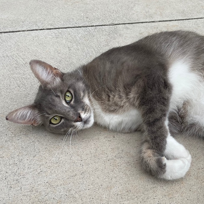 Nashville Cat Care