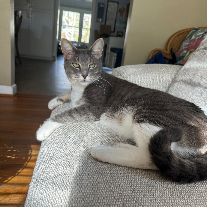 Nashville Cat Care