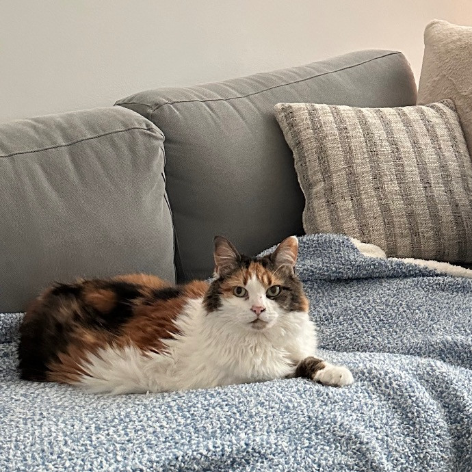 Nashville Cat Care