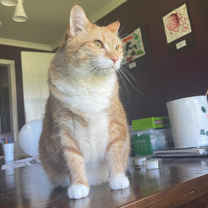 Nashville Cat Care