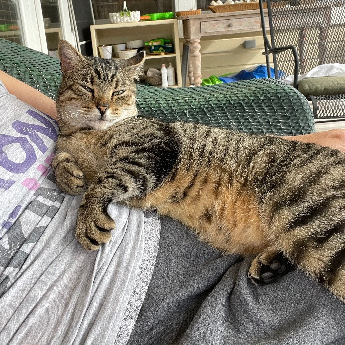 Nashville Cat Care