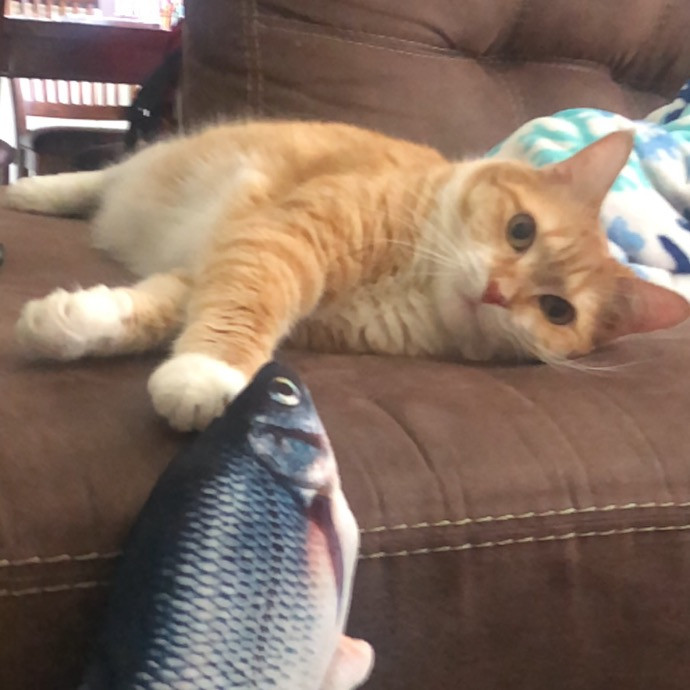 Nashville Cat Care