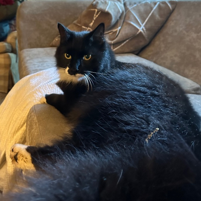 Nashville Cat Care