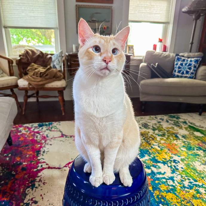 Nashville Cat Care