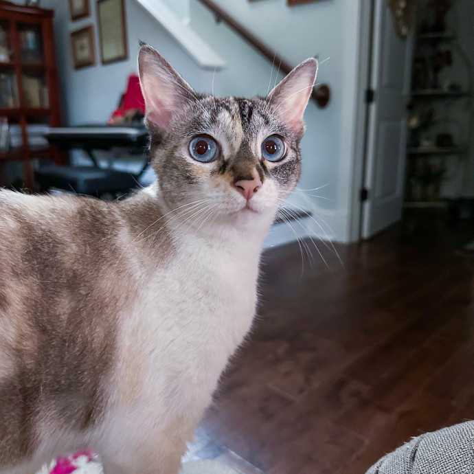 Nashville Cat Care