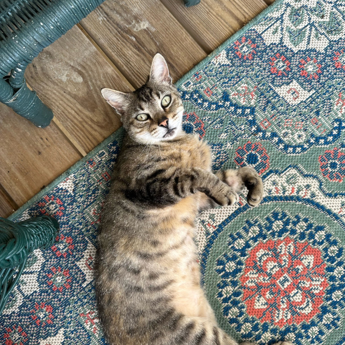 Nashville Cat Care