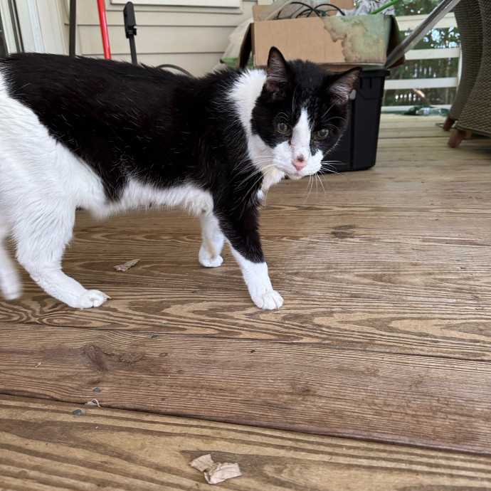 Nashville Cat Care