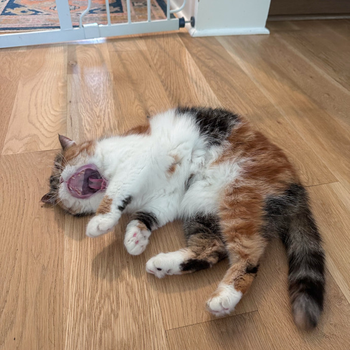 Nashville Cat Care