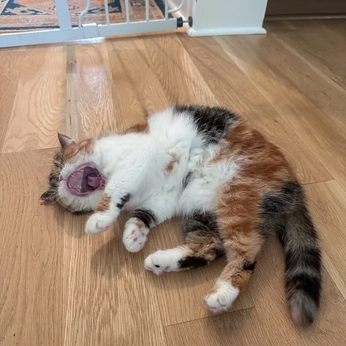 Charleston Cat Care