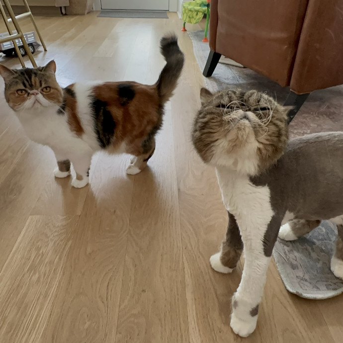Nashville Cat Care