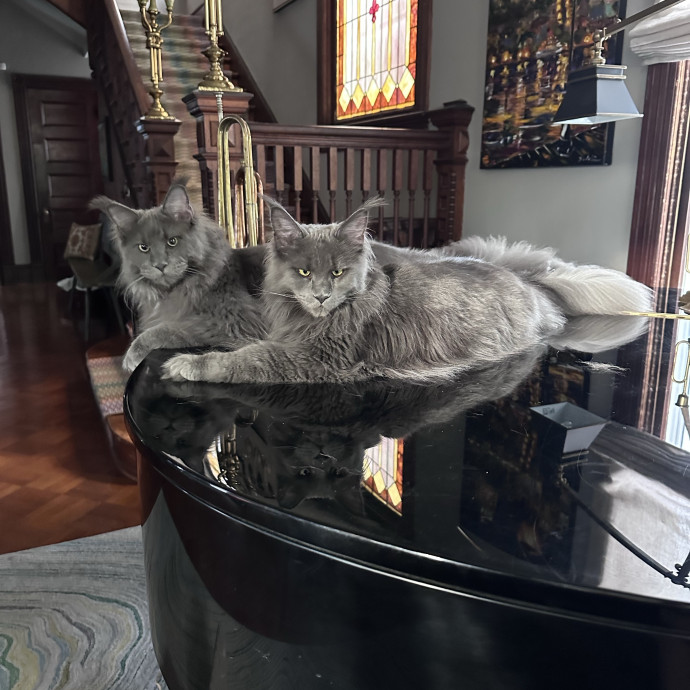 Nashville Cat Care