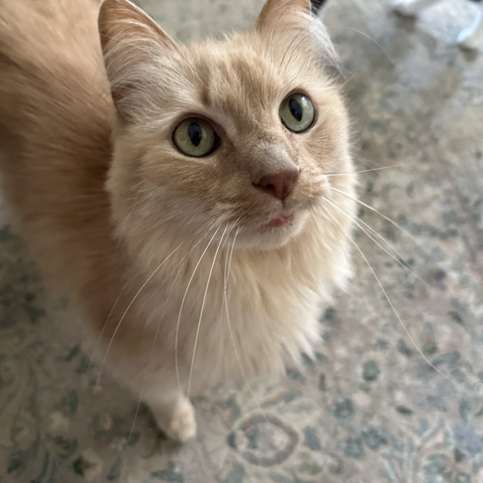 Nashville Cat Care photo 3