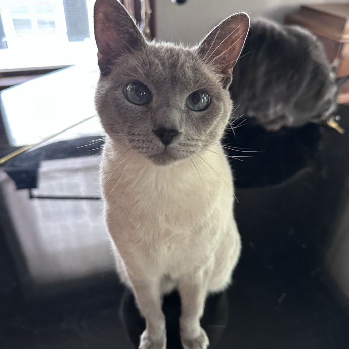 Nashville Cat Care photo 2