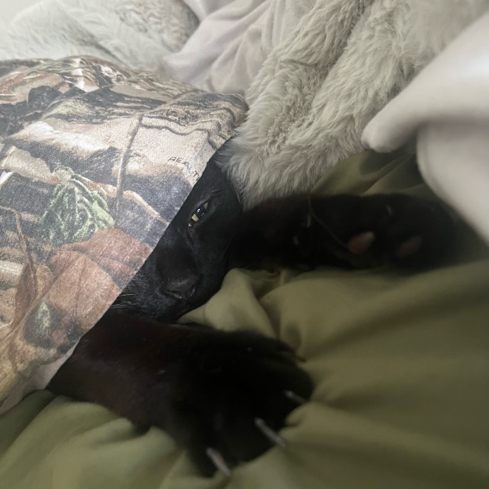 In Home Cat Sitter