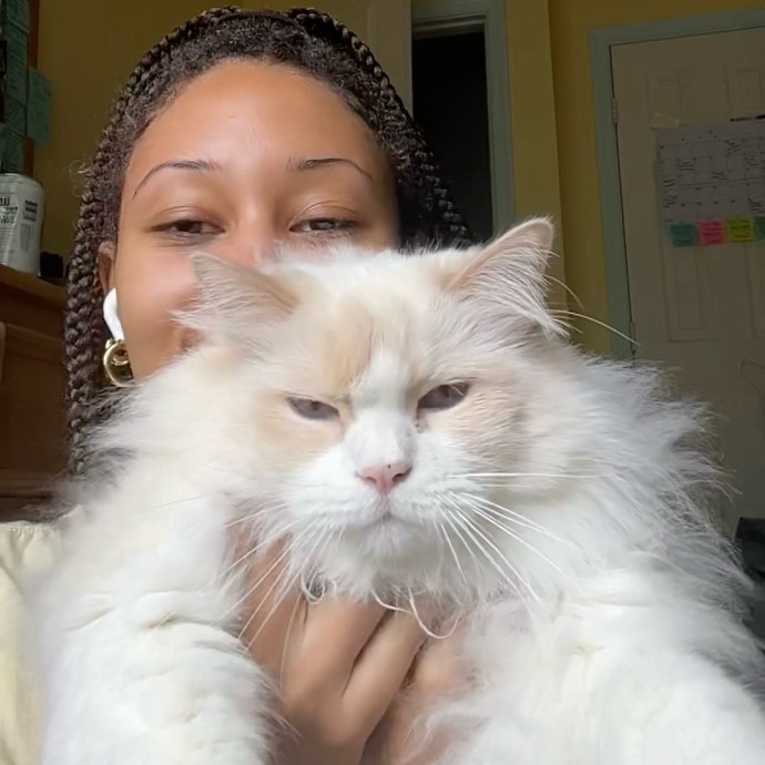 In Home Cat Sitter