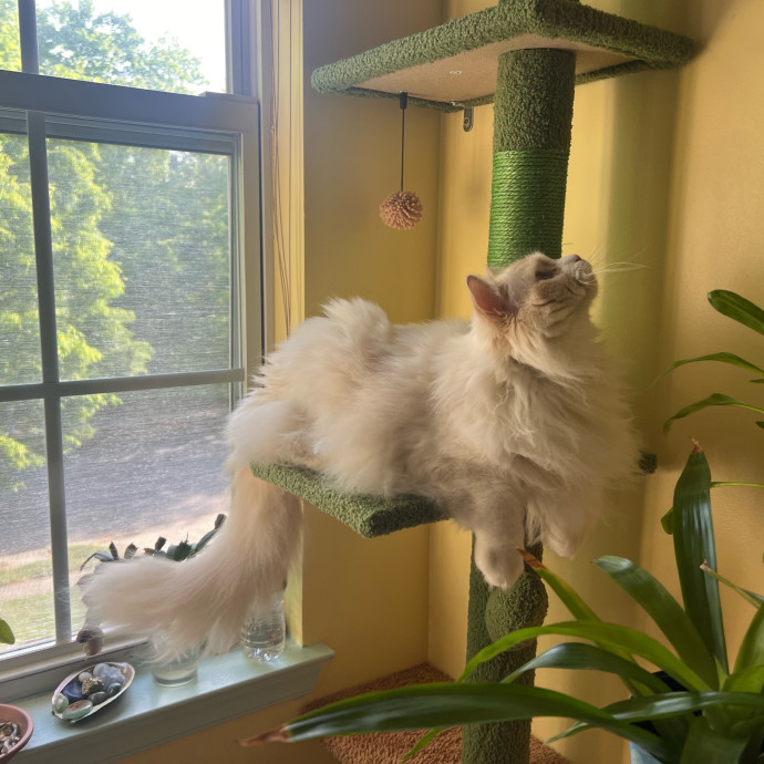 In Home Cat Sitter